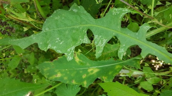 Disease symptoms