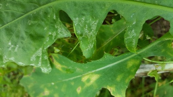 Disease symptoms