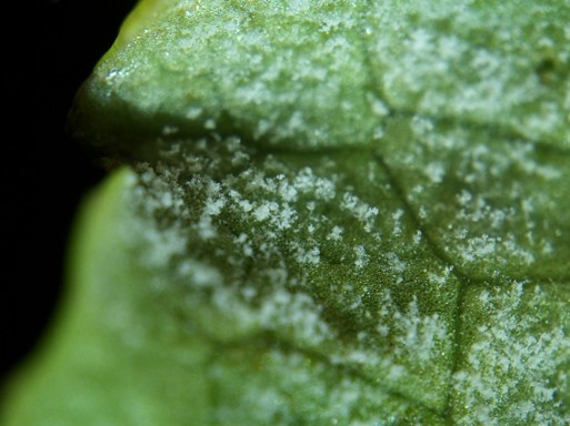 Stereo-microscope