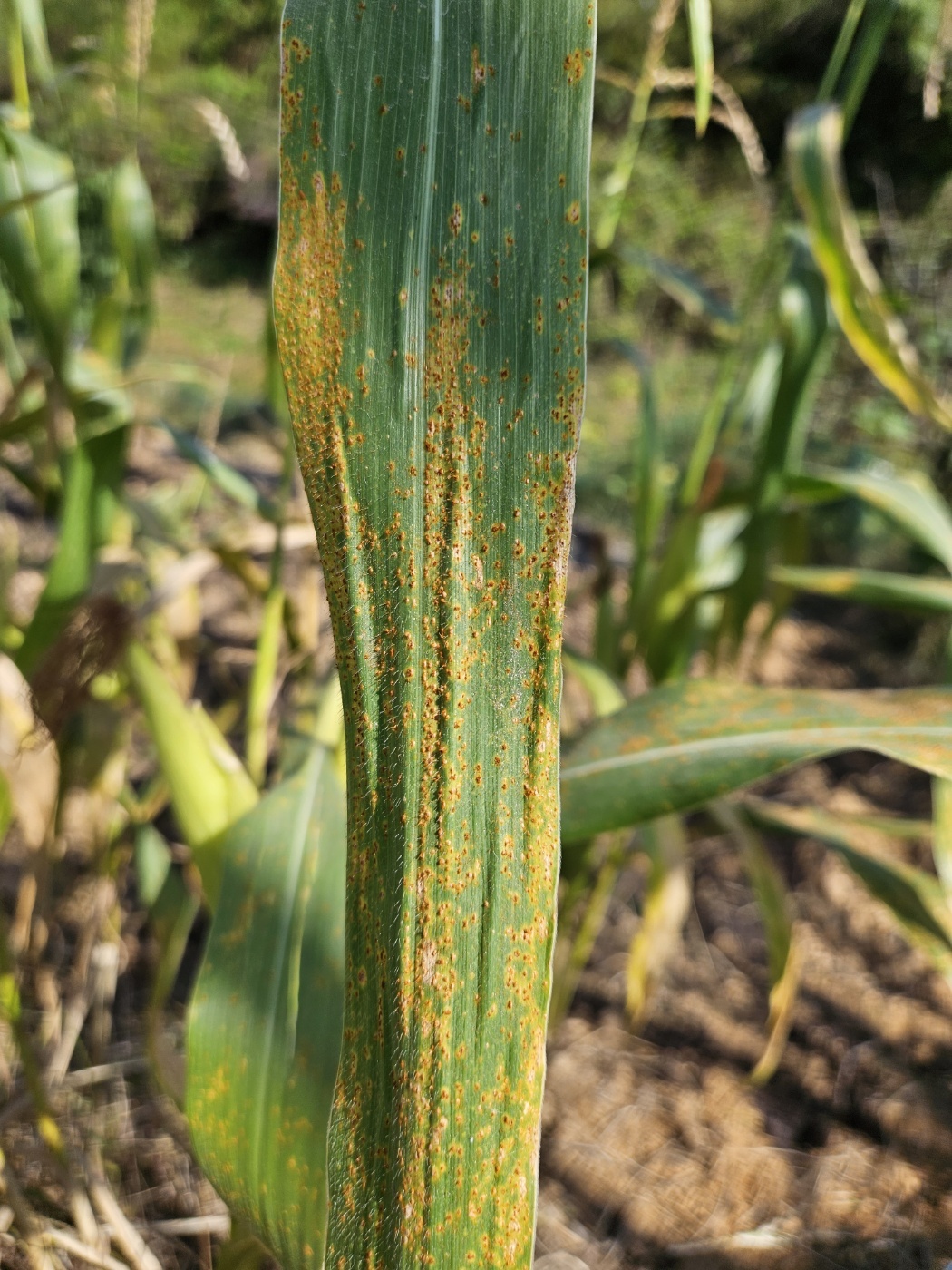 Maize rust