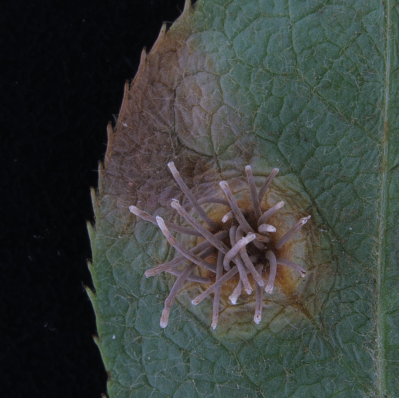 Quince rust