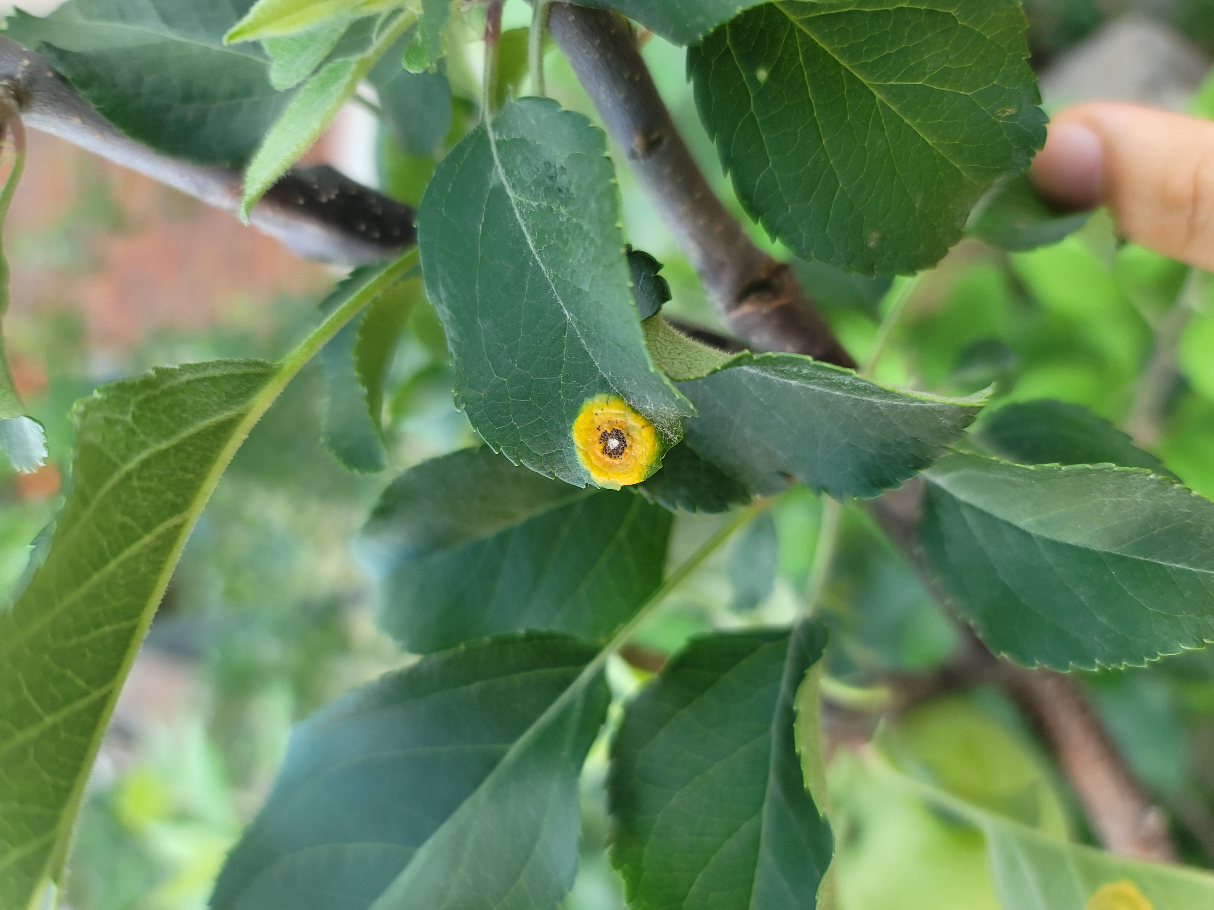 Apple rust